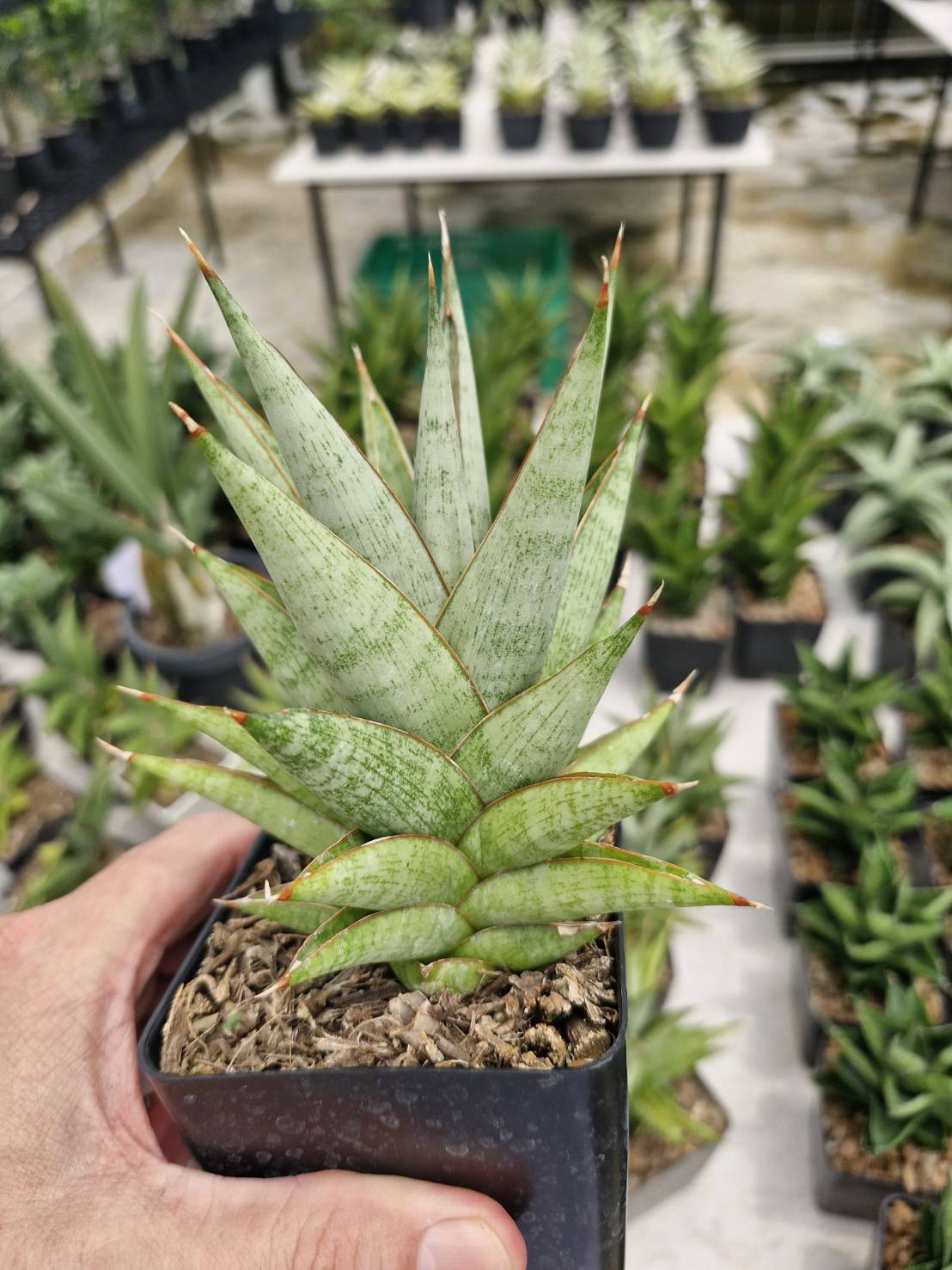 Sansevieria Rockman