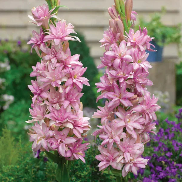 Pink flowering agave plants with lush blooms in a garden setting