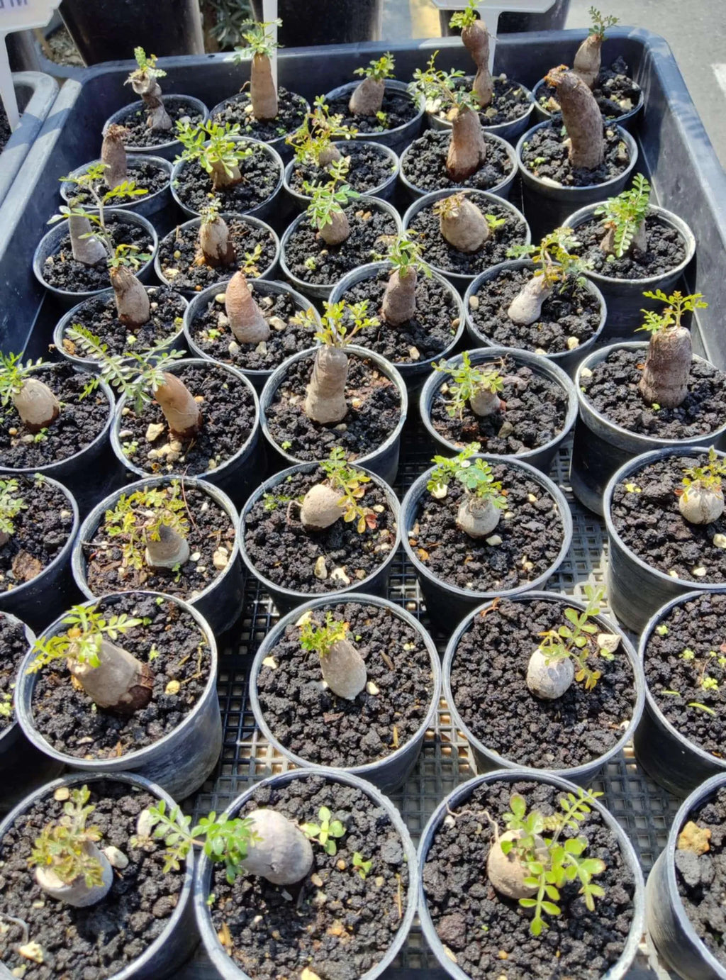 Operculicarya Pachypus Root Cutting