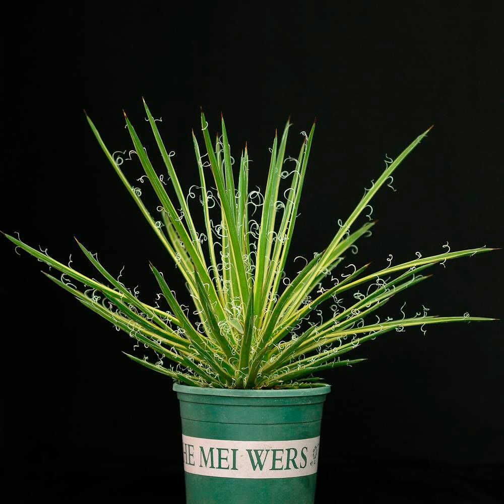 Agave Leopoldii Variegated cv Hammertime