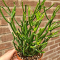 Euphorbia Tirucalli Pencil Tree
