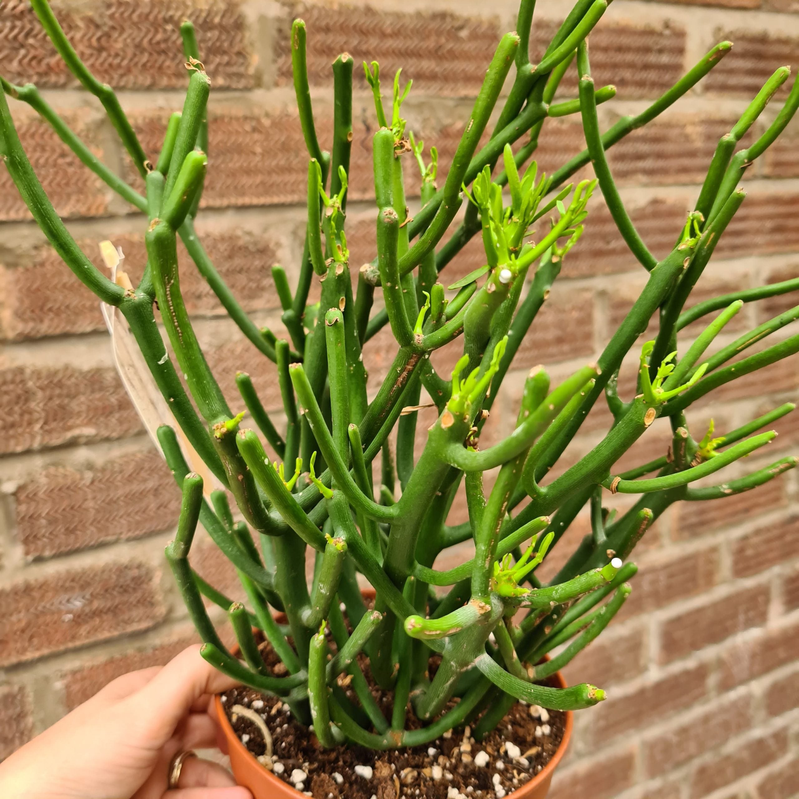 Euphorbia Tirucalli Pencil Tree