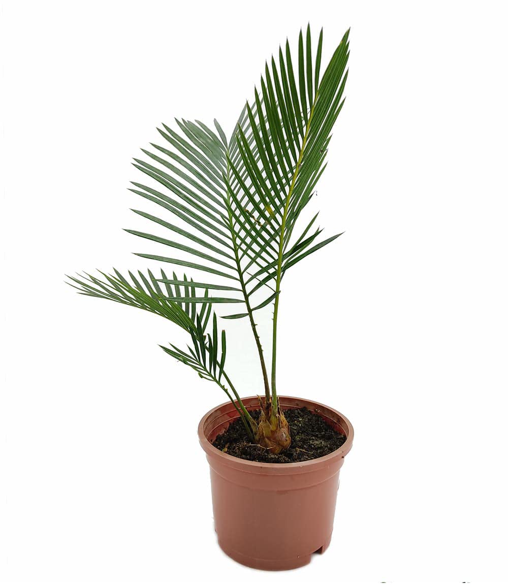 Sago Palm Cycas Revoluta