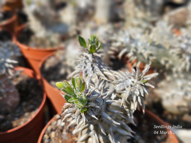 Spiky succulent with fresh green growth, ideal for collector plants and exotic gardens.