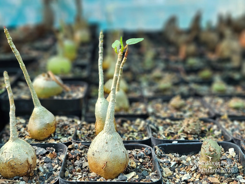 Rare succulent seedlings with bulbous bases and fresh green leaves, ideal for collectors.