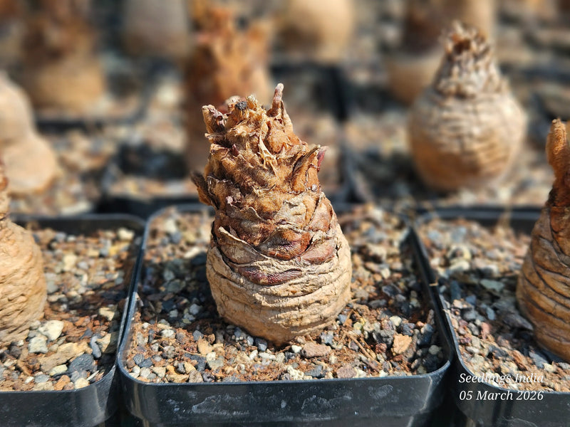 Rare succulent plant with textured, layered stem in gravel soil, ideal for collectors