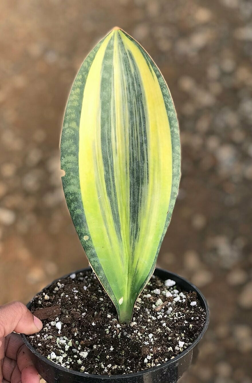 Sansevieria Masoniana Variegated