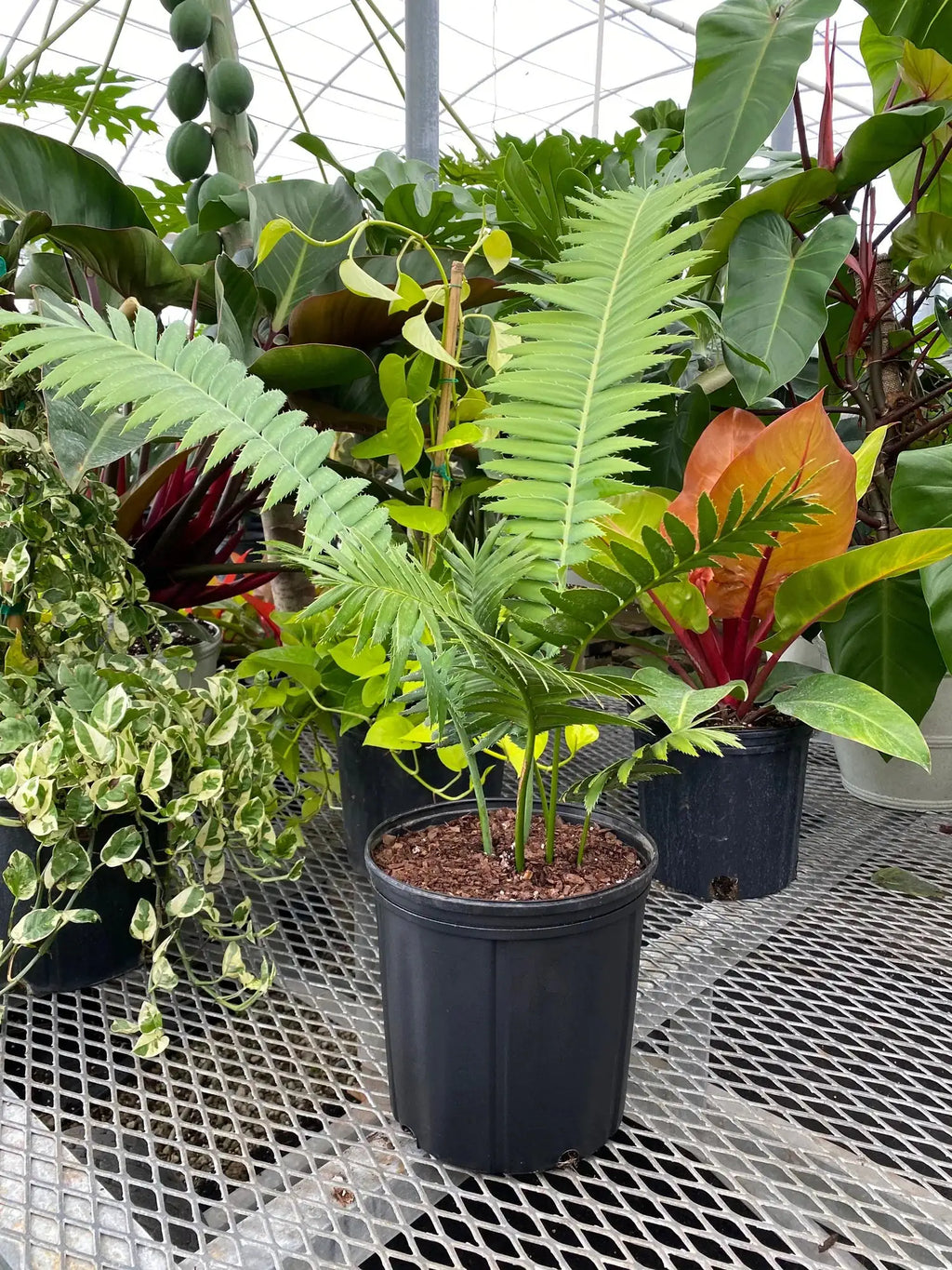 Dioon Spinulosum Cycad