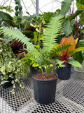 Dioon Spinulosum Cycad
