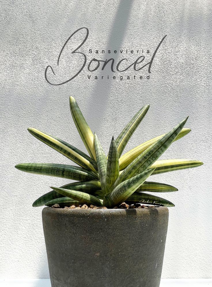 Sansevieria Boncel Variegated