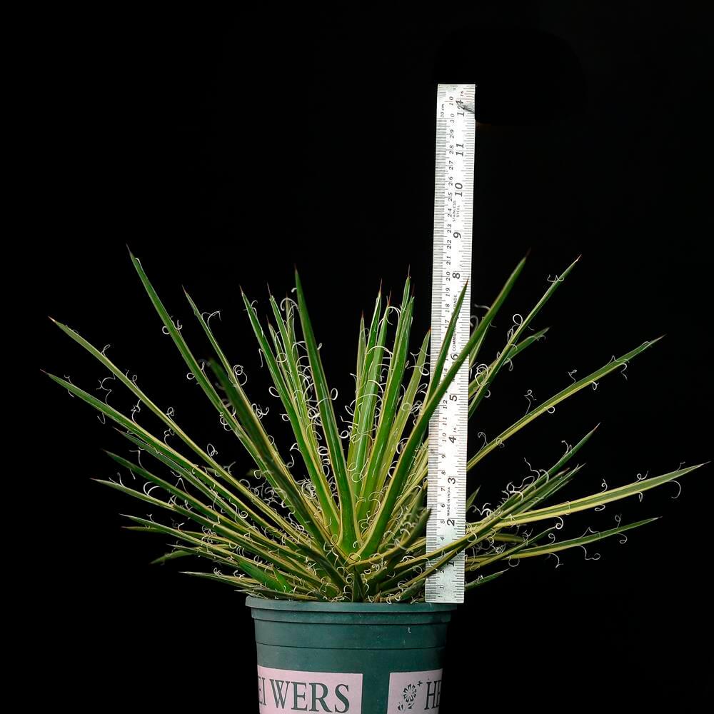Agave Leopoldii Variegated cv Hammertime