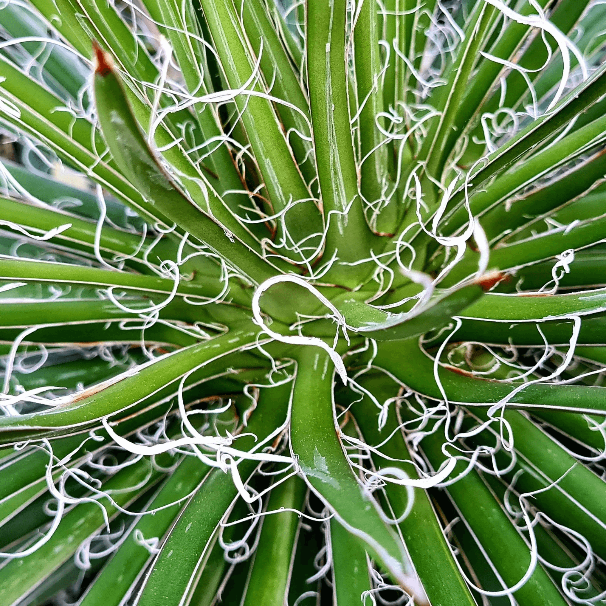 Agave Leopoldii