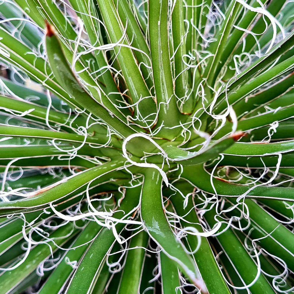 Agave Leopoldii