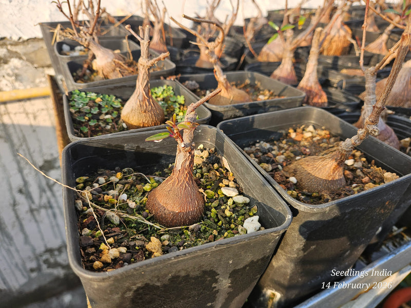 Rare succulent seedlings with bulbous bases in black pots, ideal for collectors and enthusiasts.