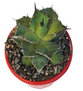 Agave Titanota