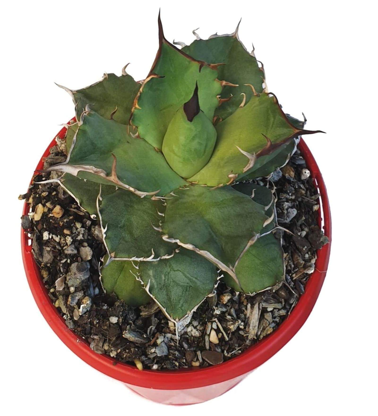 Agave Titanota