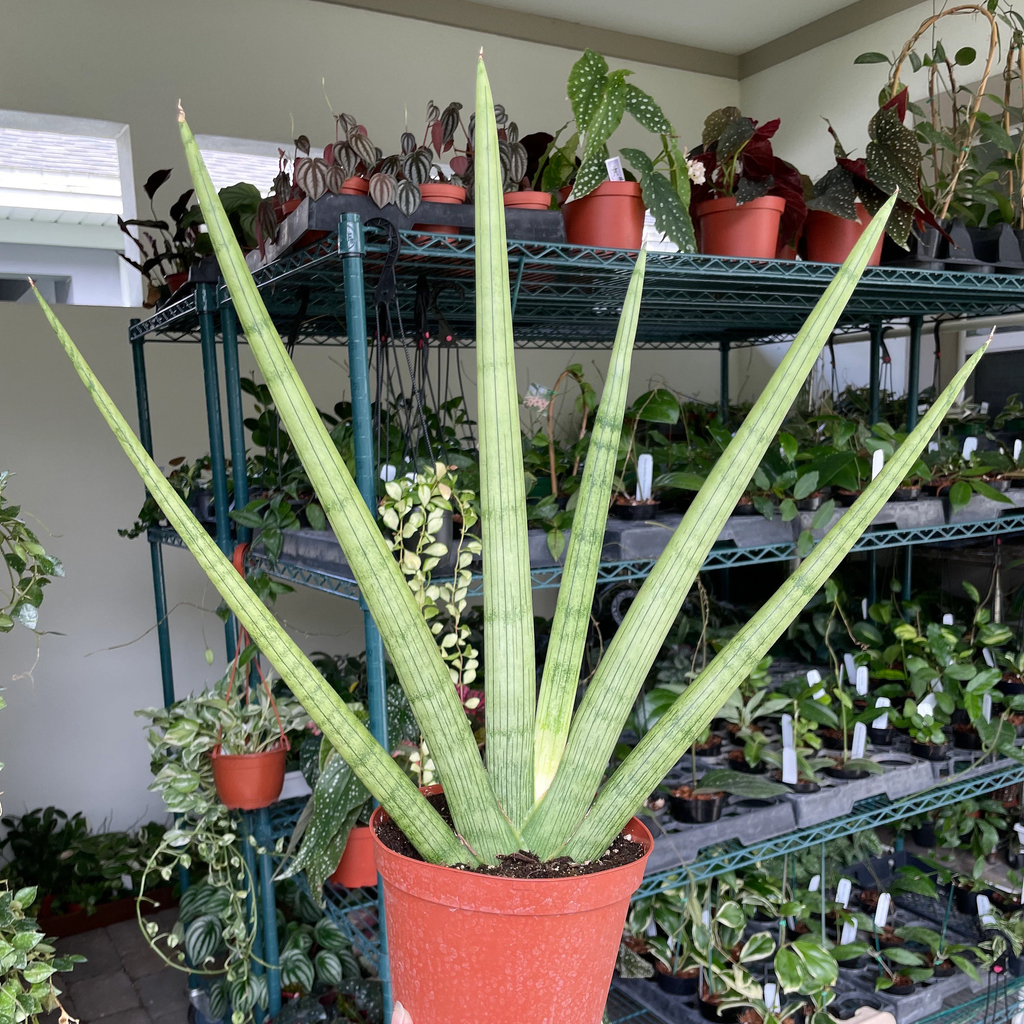 Sansevieria Cylindrica