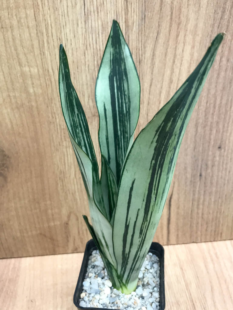 Sansevieria Brazilian Moonshine