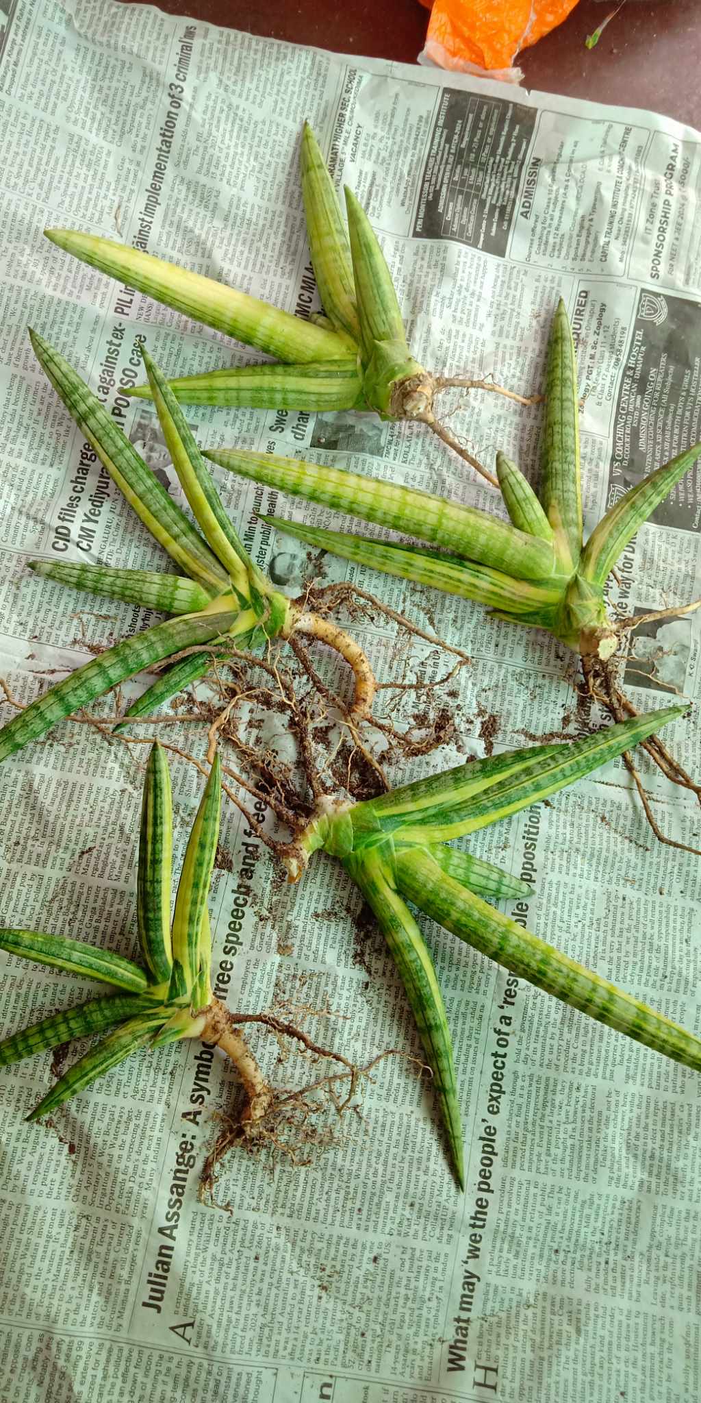 Sansevieria Boncel Variegated