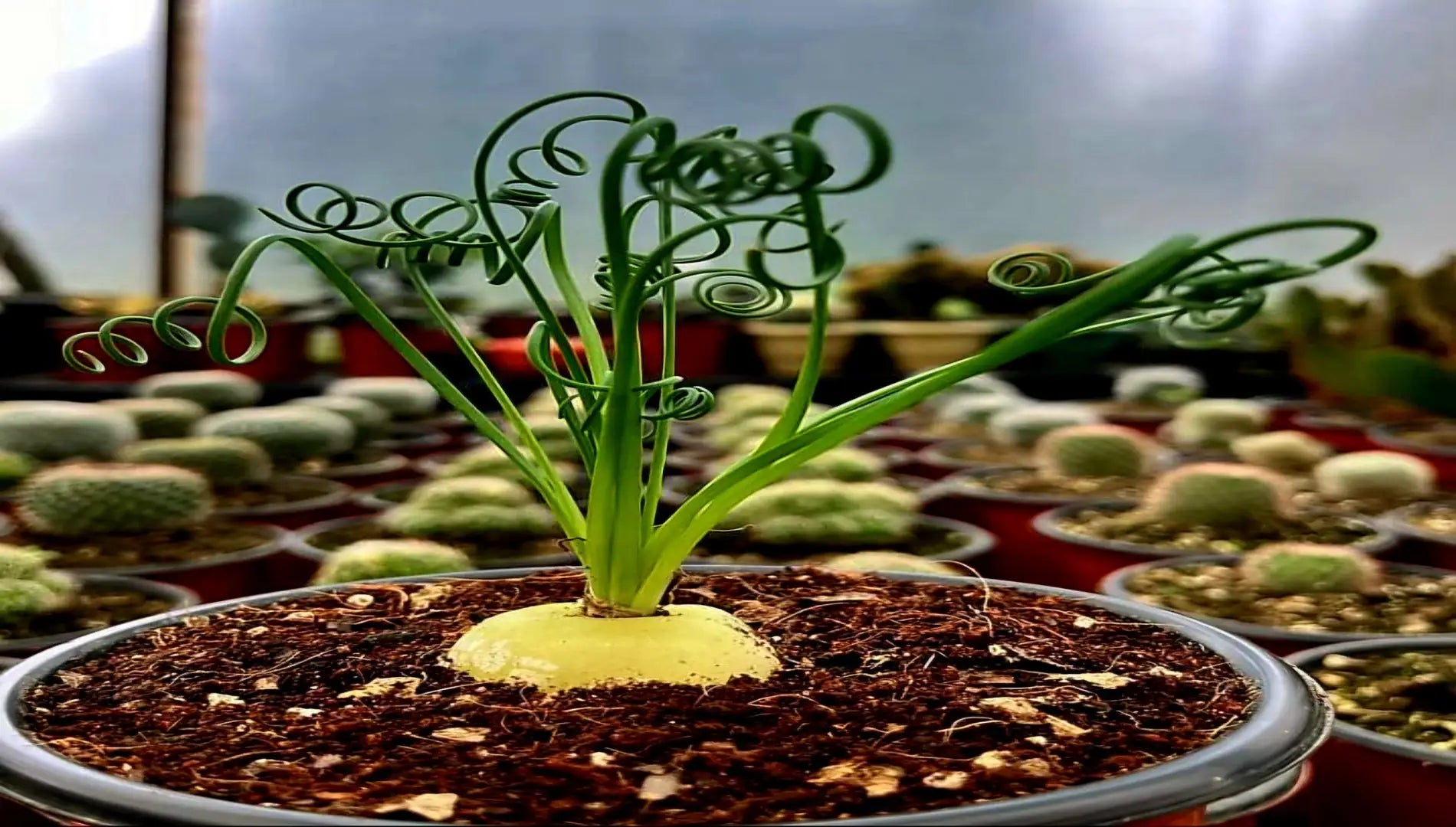 Albuca Spiralis