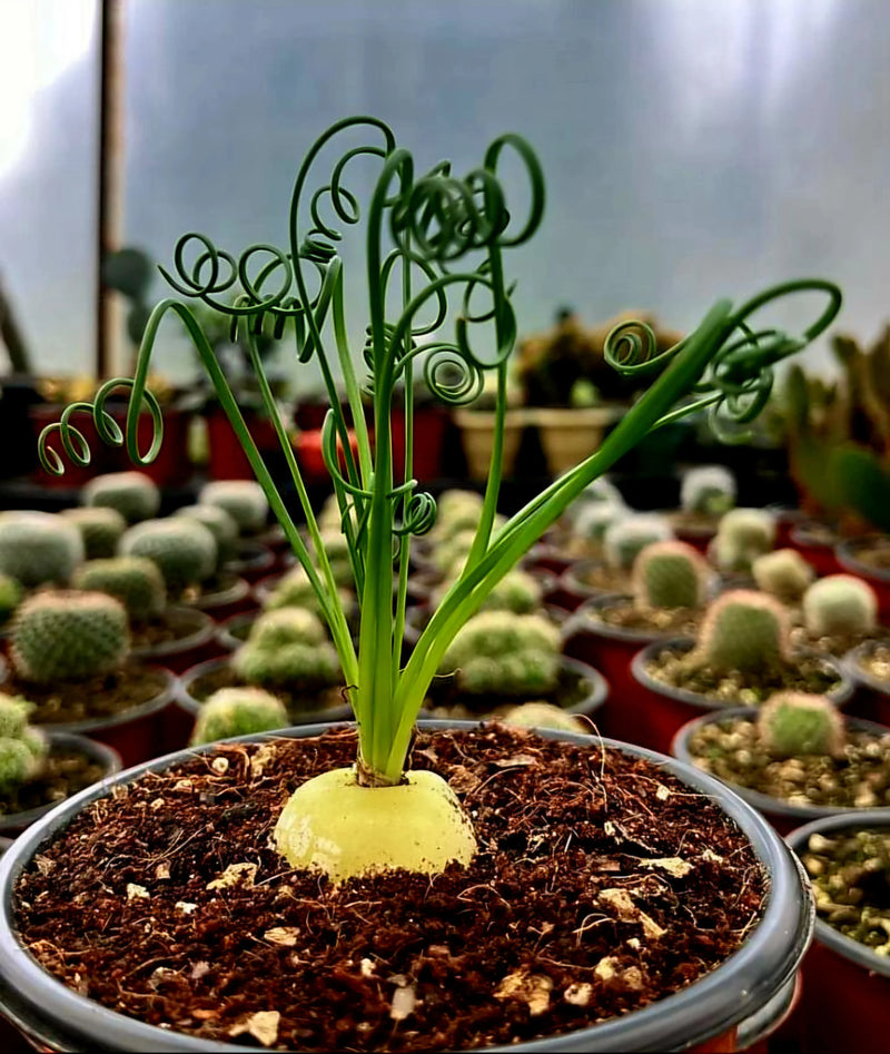 Curly leaf succulent with bulb base, surrounded by cacti in a greenhouse setting