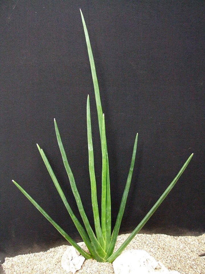 Sansevieria Erythraeae