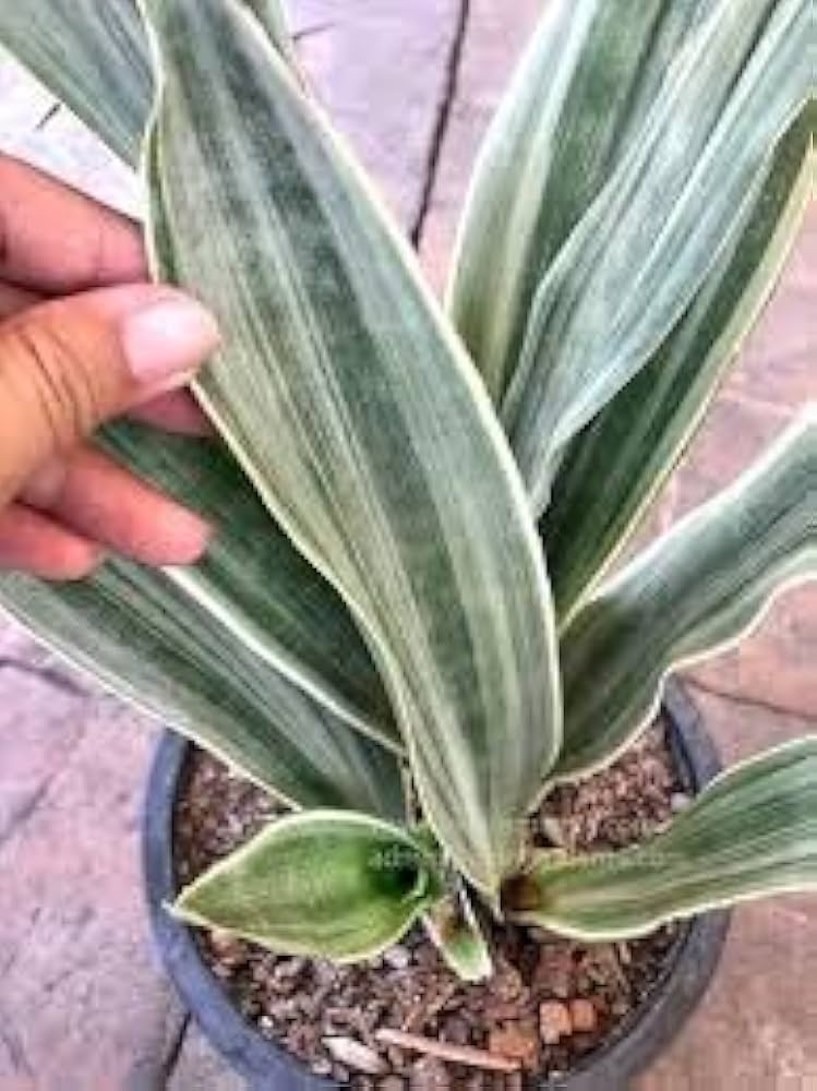 Sansevieria Metallica Siam Silver