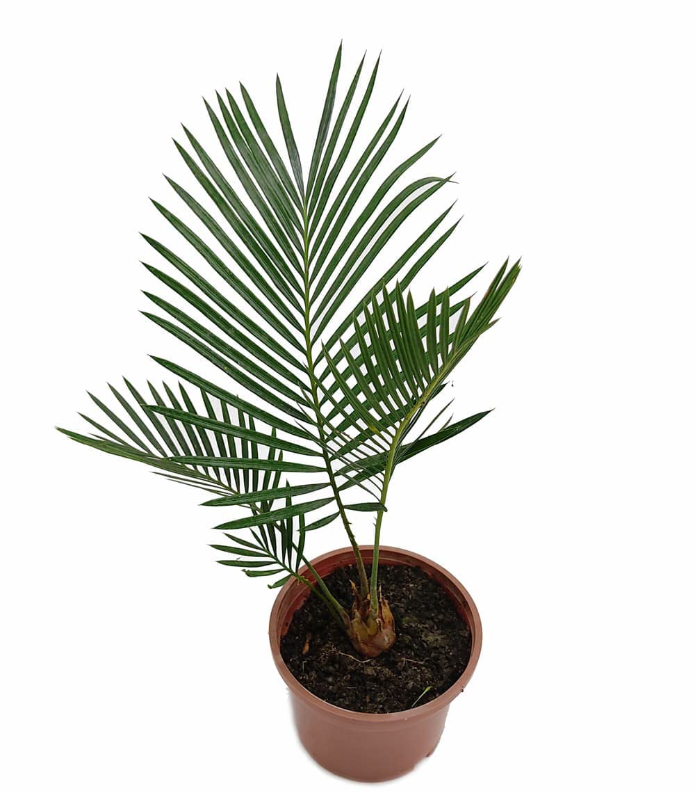 Sago Palm Cycas Revoluta