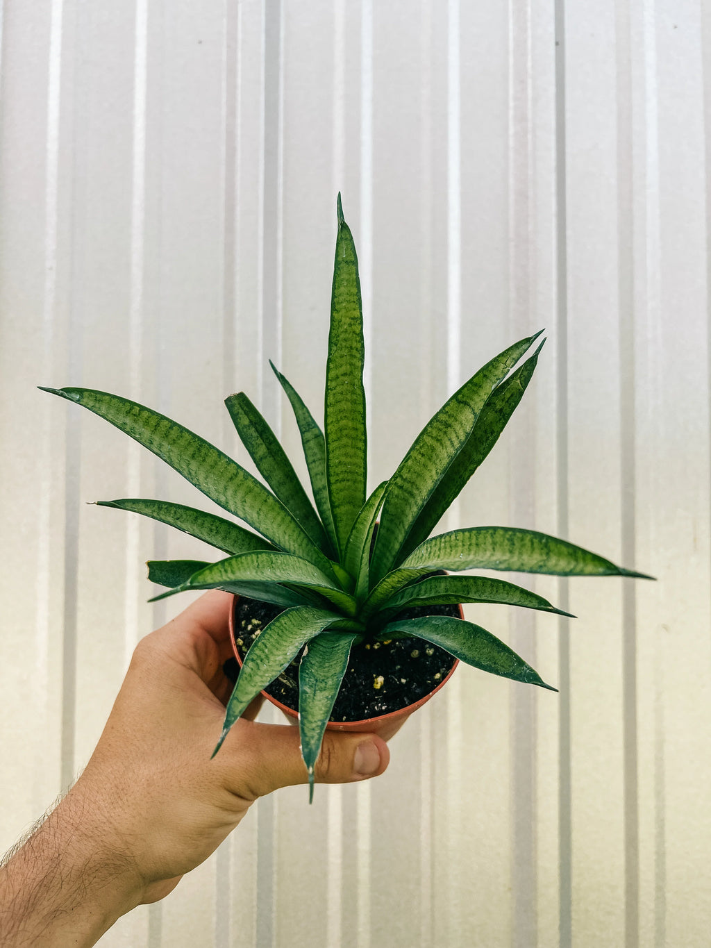 Sansevieria Lilliput