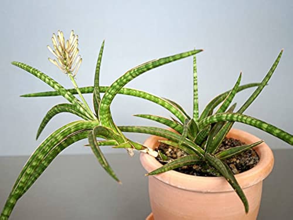 Sansevieria Ballyi