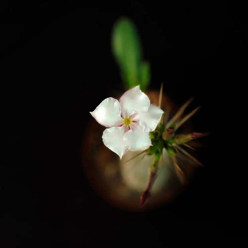 Pachypodium Saundersii