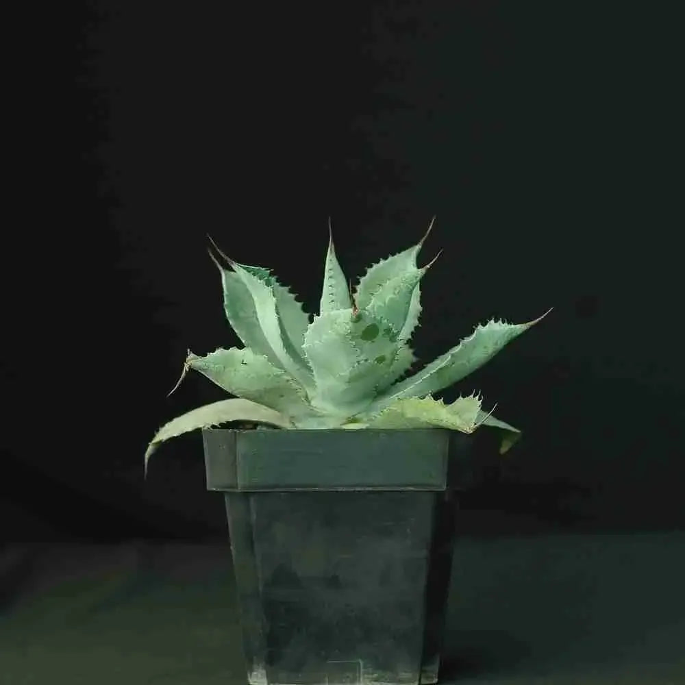 Agave Potatorum Confederate Rose