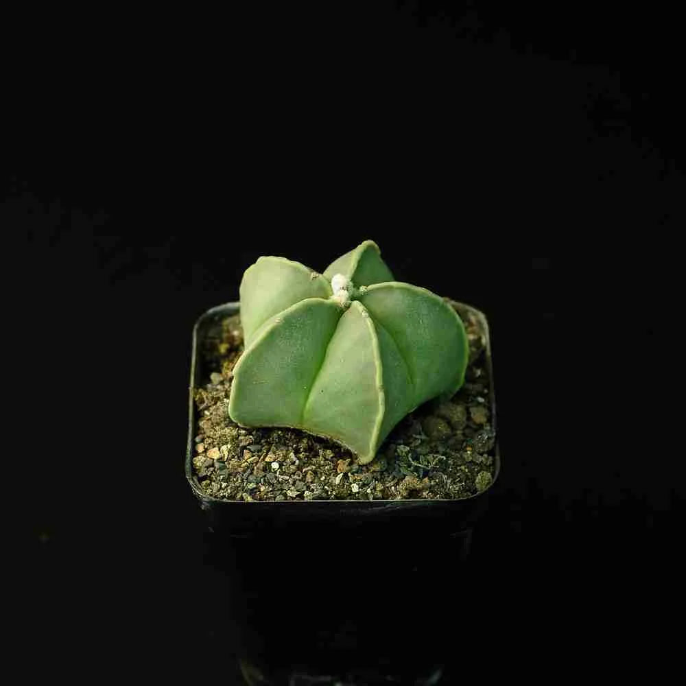 Astrophytum myriostigma nudum