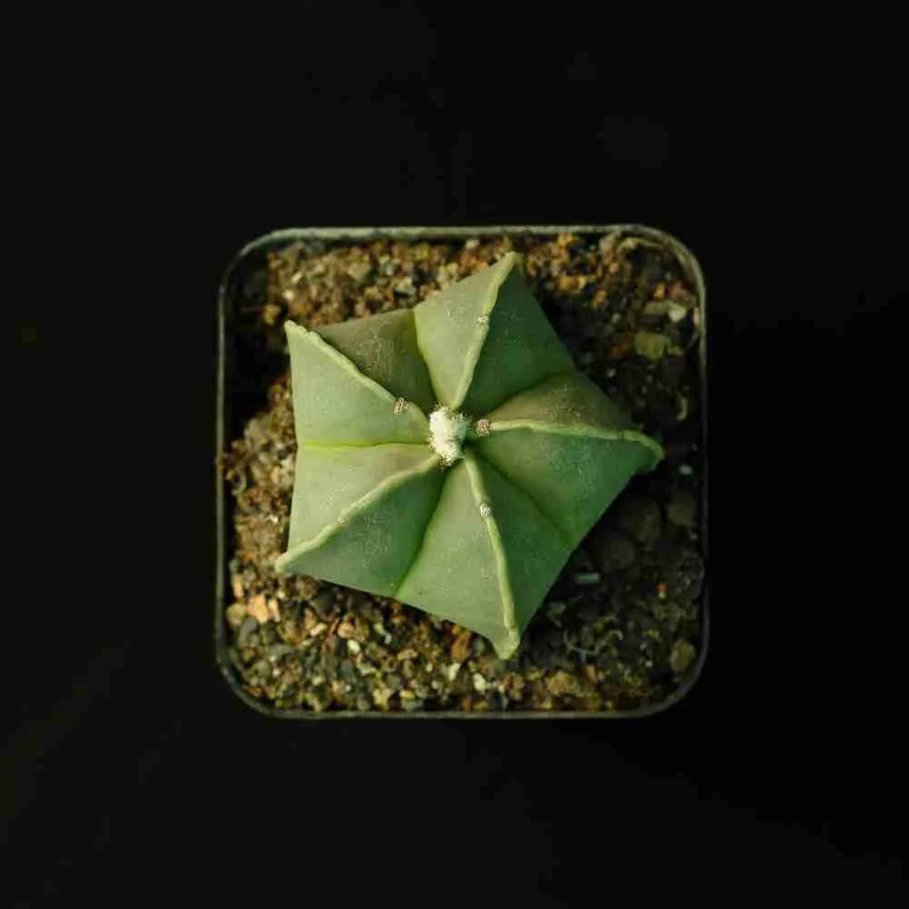 Astrophytum myriostigma nudum