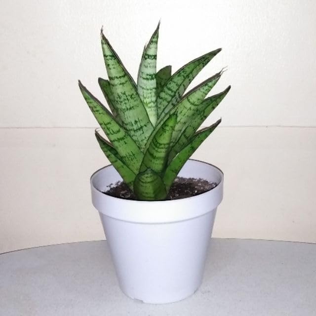 Sansevieria Gabriella