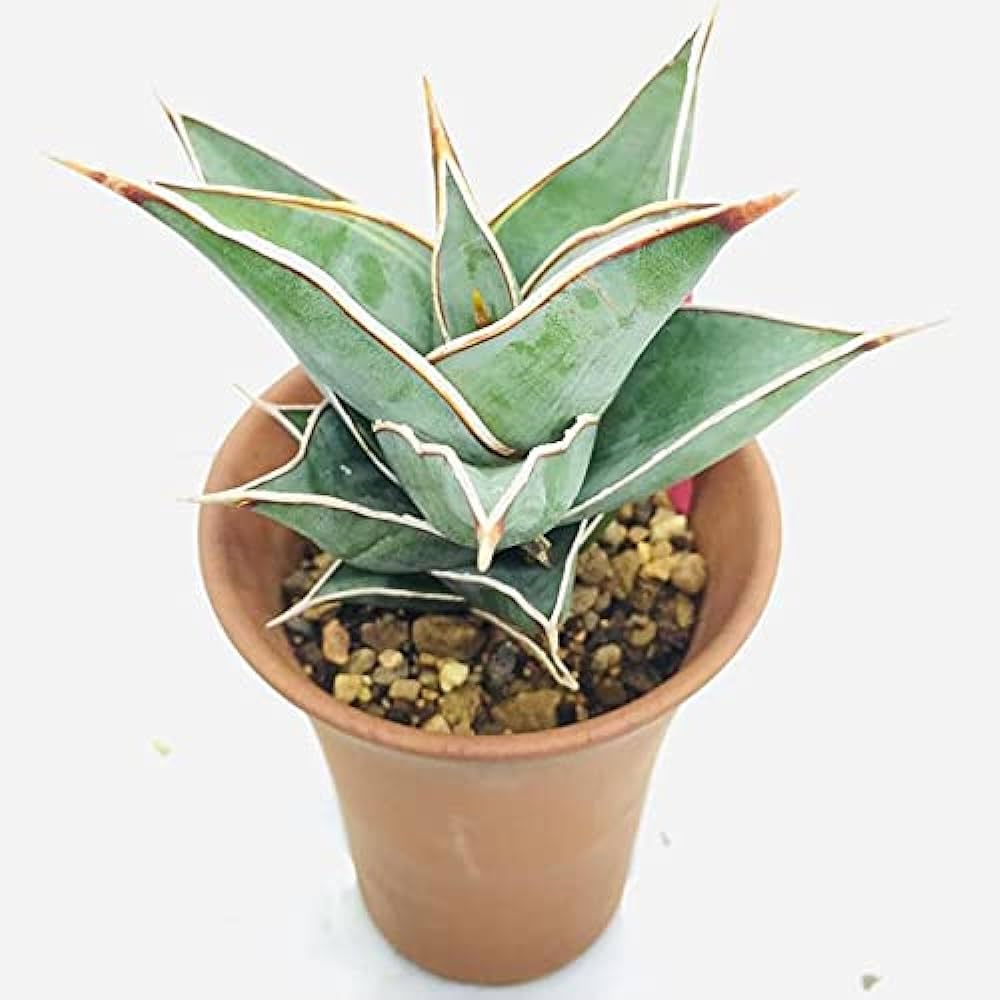 Sansevieria Pinguicula