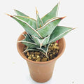 Sansevieria Pinguicula