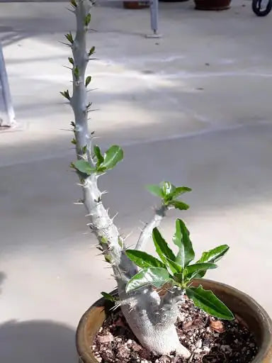 Pachypodium Saundersii