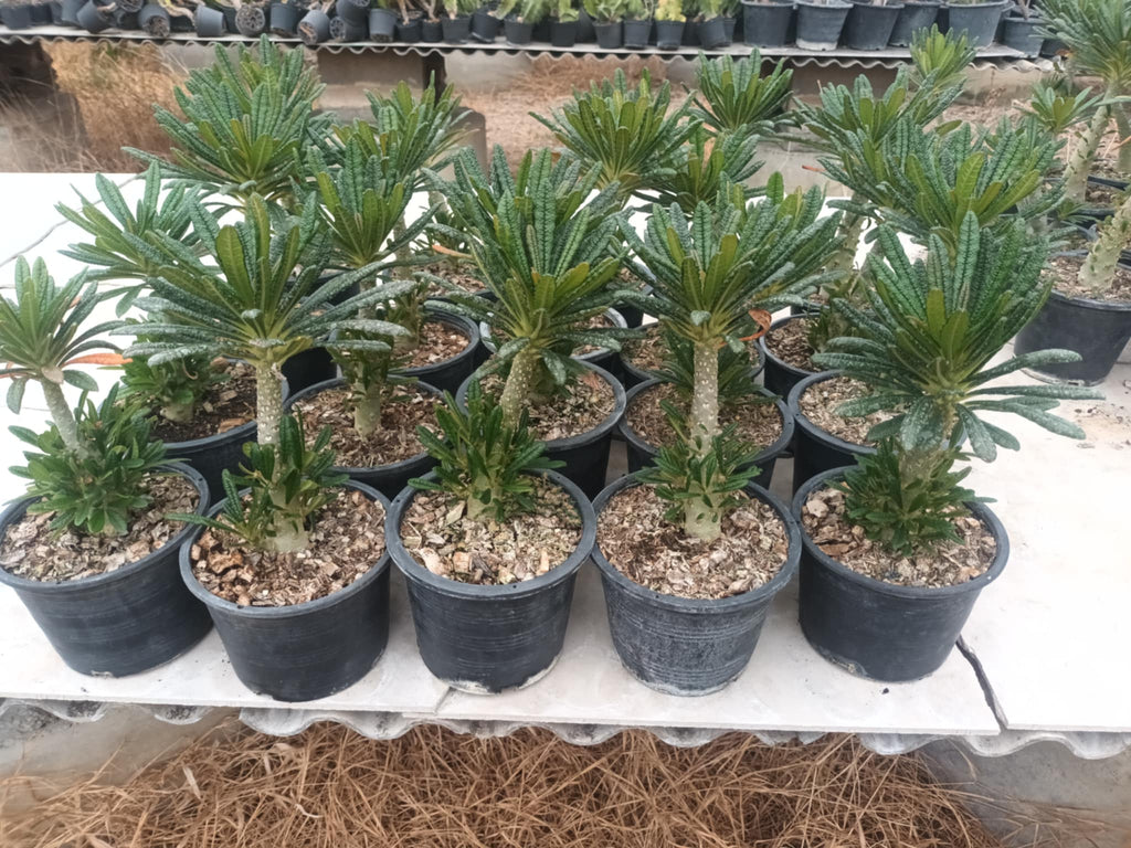 Dorstenia Gigas