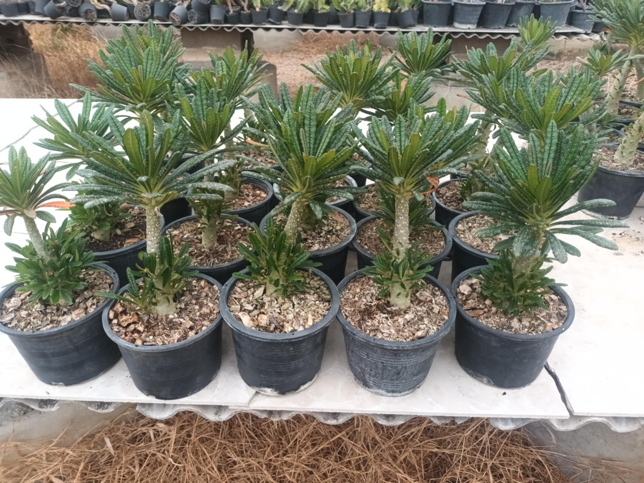 Dorstenia Gigas