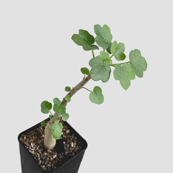 Jatropha Conzattii
