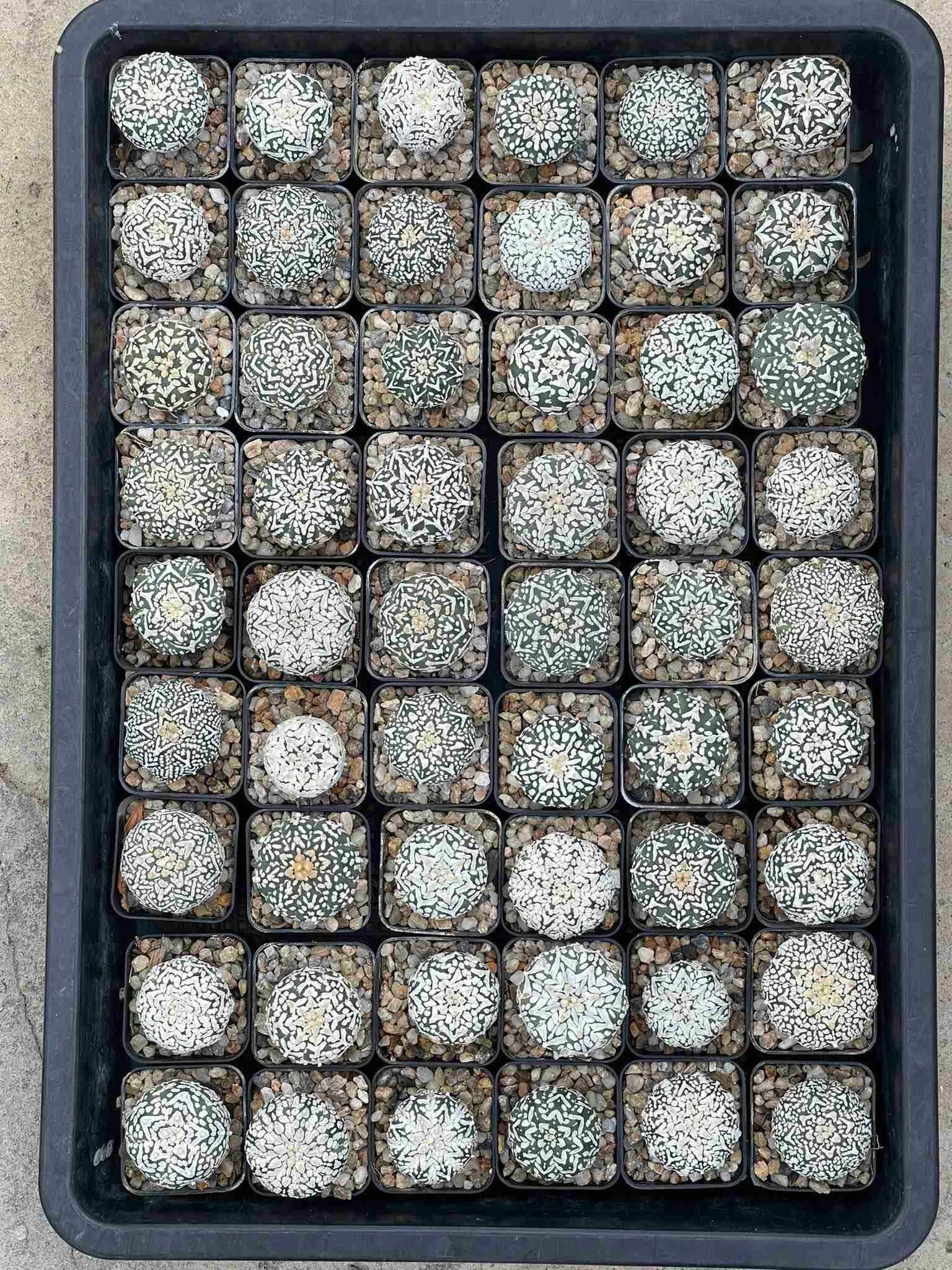 Astrophytum asterias Superkabuto V Type