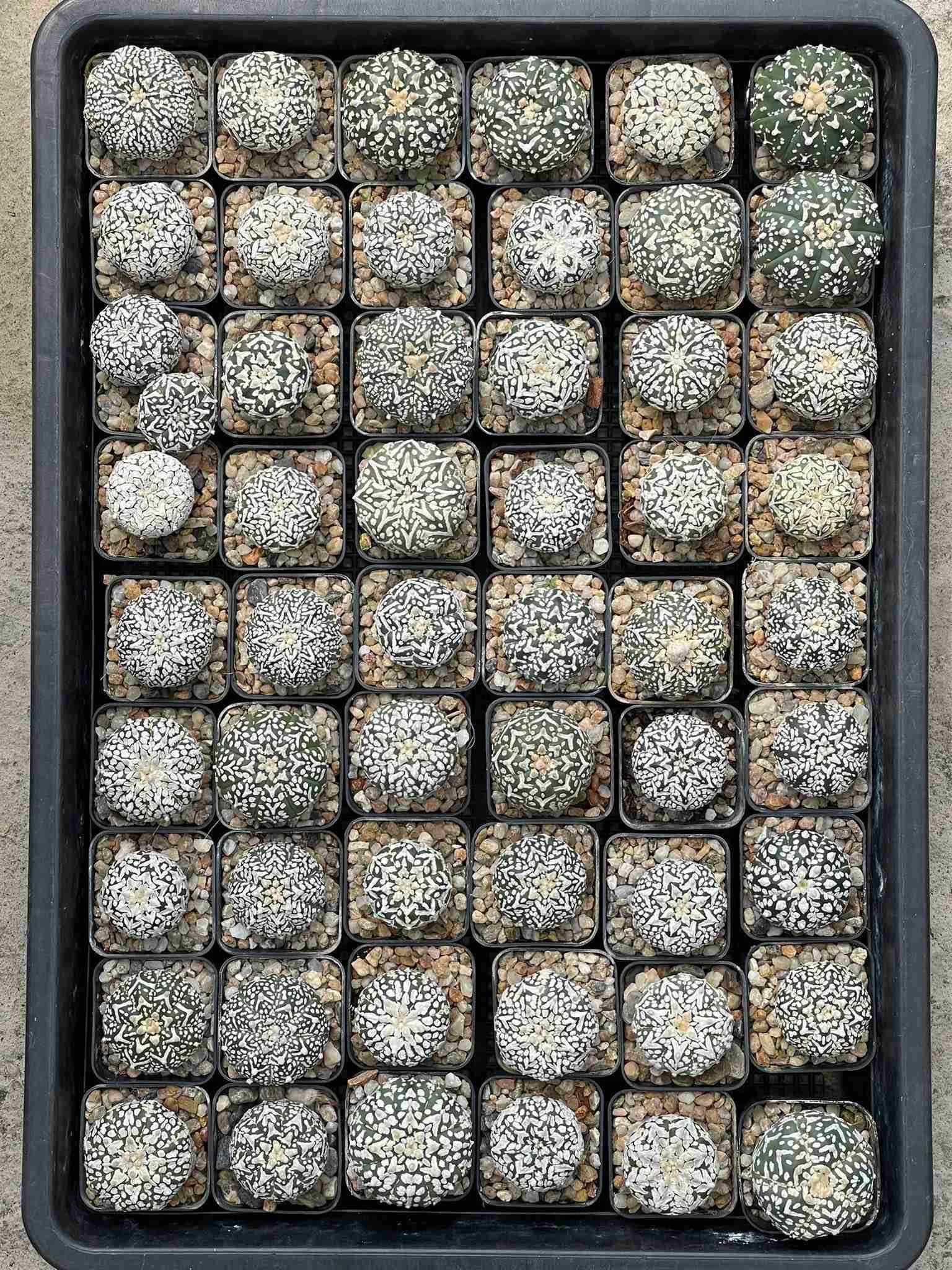 Astrophytum asterias Superkabuto V Type