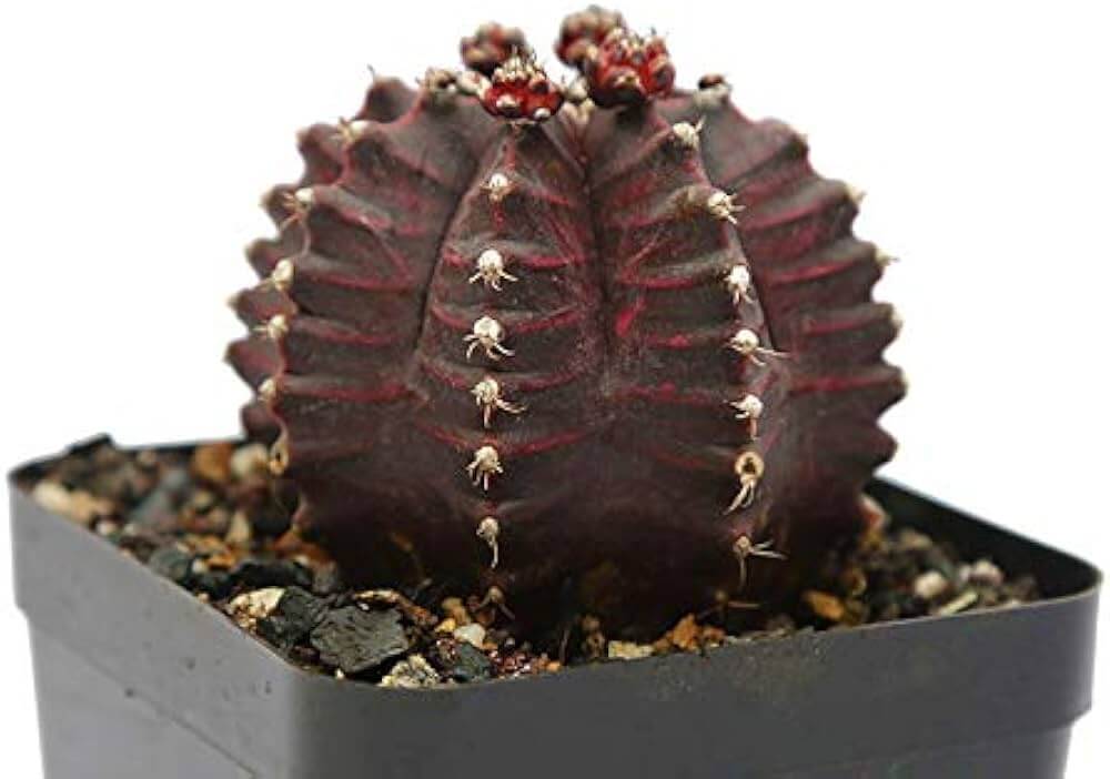 Gymnocalycium Mihanovichii