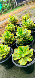 Euphorbia Poissonii Variegated Own Root plants in black pots, showcasing vibrant cream and green variegation.