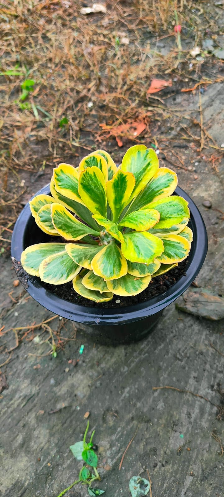  Euphorbia Poissonii Variegated Own Root plants in black pots, showcasing vibrant cream and green variegation.