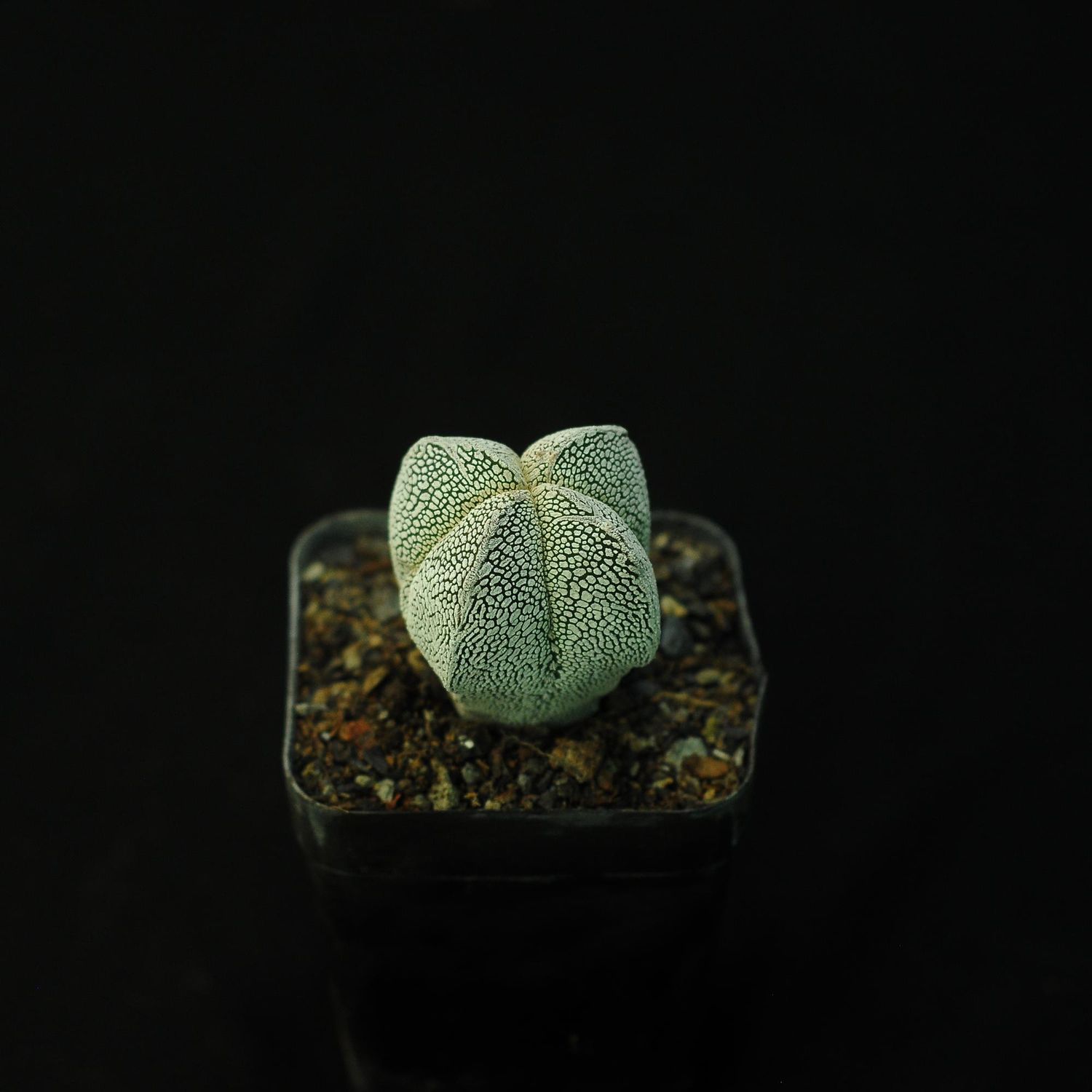 Astrophytum myriostigma Onzuka Quadricostatum