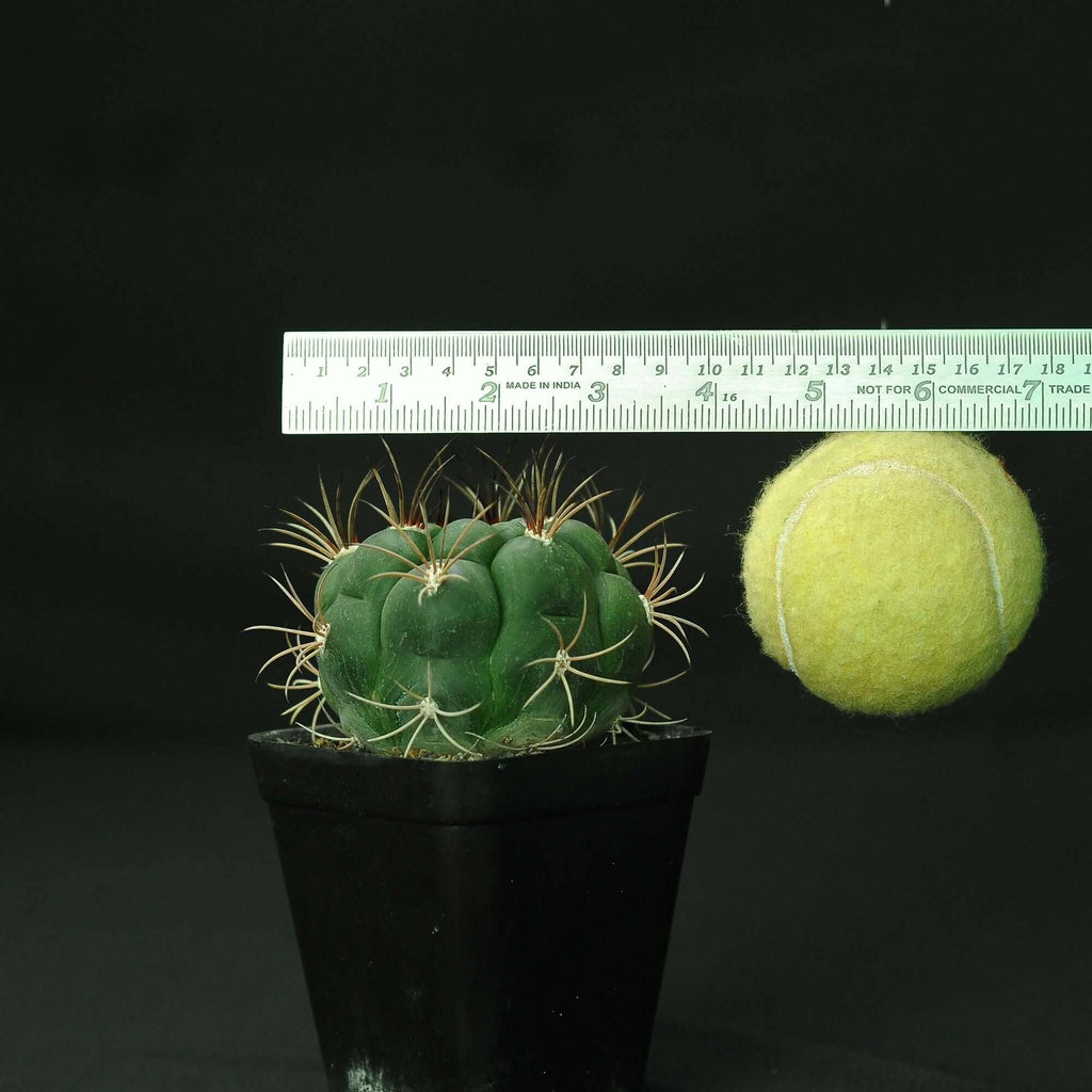 Gymnocalycium pflanzii