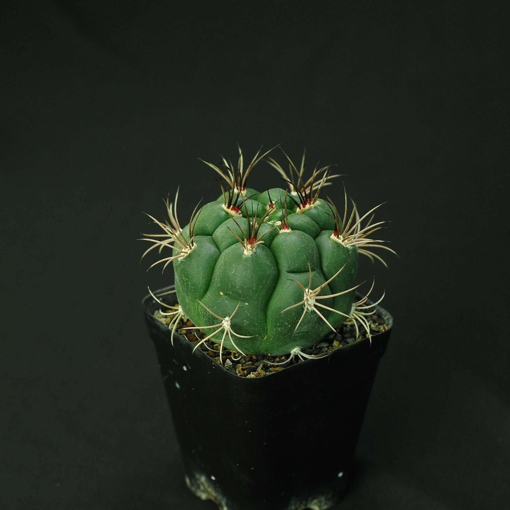 Gymnocalycium pflanzii