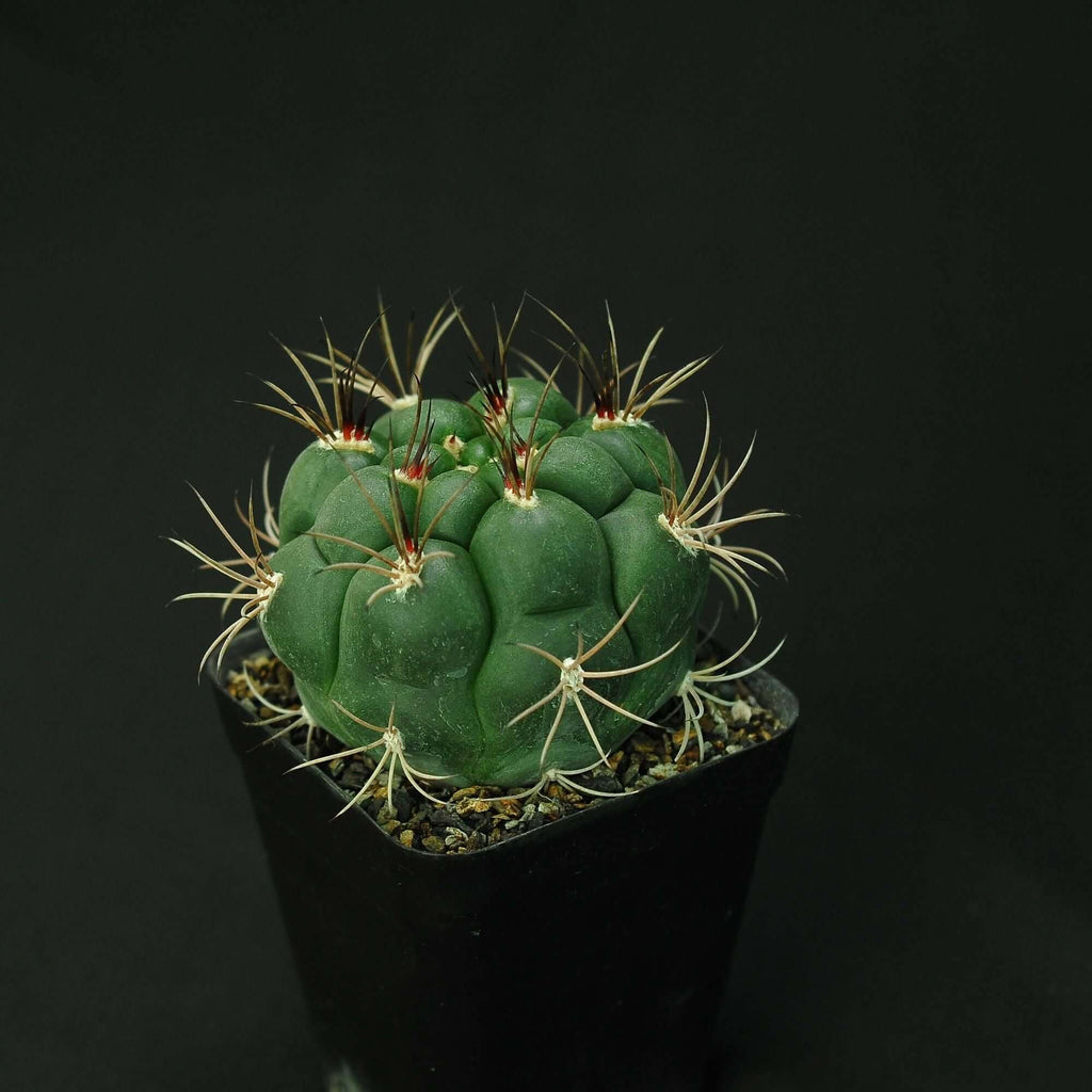 Gymnocalycium pflanzii